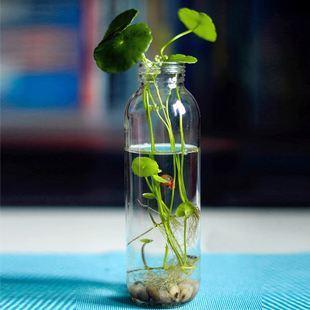 5種“水養”花，盆栽不用一點土，掐一根枝扔水里就活，不用管
