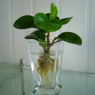 5種“水養”花，盆栽不用一點土，掐一根枝扔水里就活，不用管
