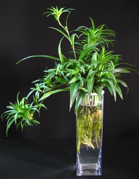5種“水養”花，盆栽不用一點土，掐一根枝扔水里就活，不用管