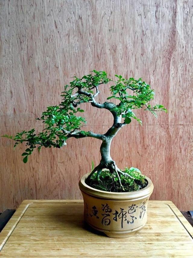 以古樸“風姿”獨領青睞，對節白蠟盆景“造型”最重要，你會嗎？