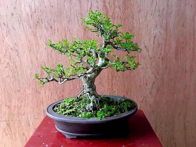 以古樸“風姿”獨領青睞，對節白蠟盆景“造型”最重要，你會嗎？