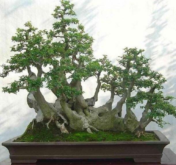 以古樸“風姿”獨領青睞，對節白蠟盆景“造型”最重要，你會嗎？