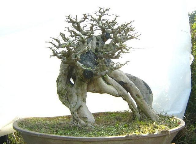 以古樸“風姿”獨領青睞，對節白蠟盆景“造型”最重要，你會嗎？