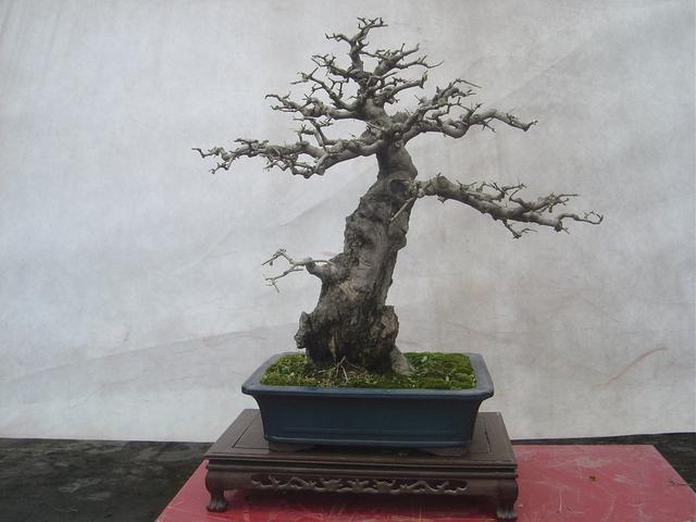 以古樸“風姿”獨領青睞，對節白蠟盆景“造型”最重要，你會嗎？