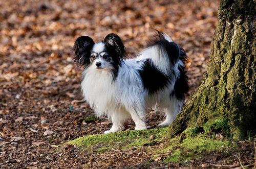 最聰明的小型犬！ 喜歡養小狗，就不要錯過這9種狗狗