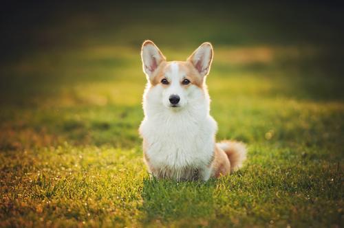 最聰明的小型犬！ 喜歡養小狗，就不要錯過這9種狗狗