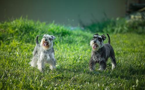 最聰明的小型犬！ 喜歡養小狗，就不要錯過這9種狗狗