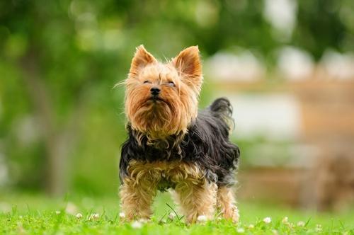 最聰明的小型犬！ 喜歡養小狗，就不要錯過這9種狗狗