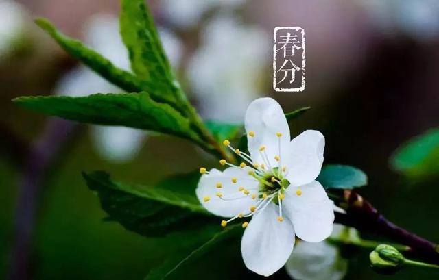 春分| 花間一壺茶，杏花吹滿頭！