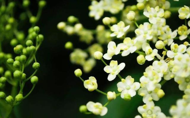 春分| 花間一壺茶，杏花吹滿頭！