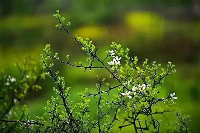 春分| 花間一壺茶，杏花吹滿頭！