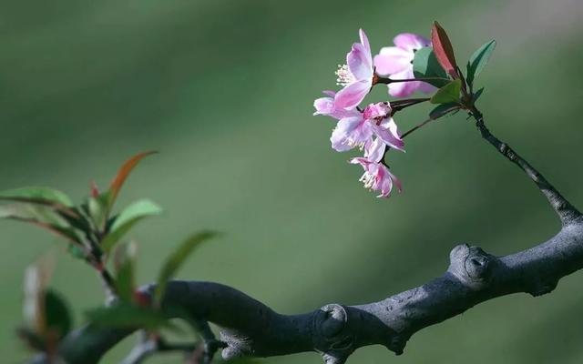 春分| 花間一壺茶，杏花吹滿頭！