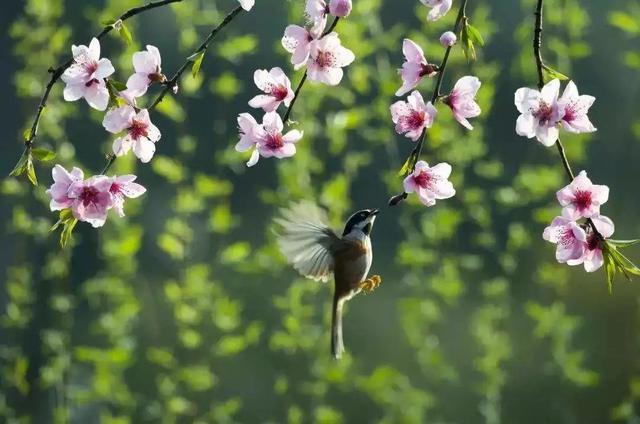 春分| 花間一壺茶，杏花吹滿頭！