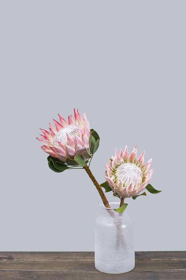 這花名字生猛霸氣，開起花來“沒完沒了”，生命力頑強，真皮實！