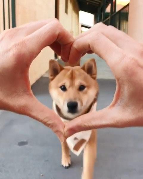 可愛的小柴犬有強迫症，看到主人手上有圈圈，就會把頭塞進去圈裡