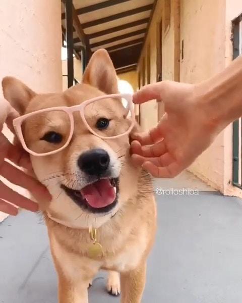可愛的小柴犬有強迫症，看到主人手上有圈圈，就會把頭塞進去圈裡