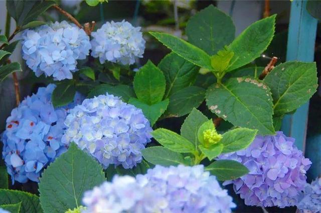 家裡光照不好，她爬房頂養花，建成人人羨慕的花園！