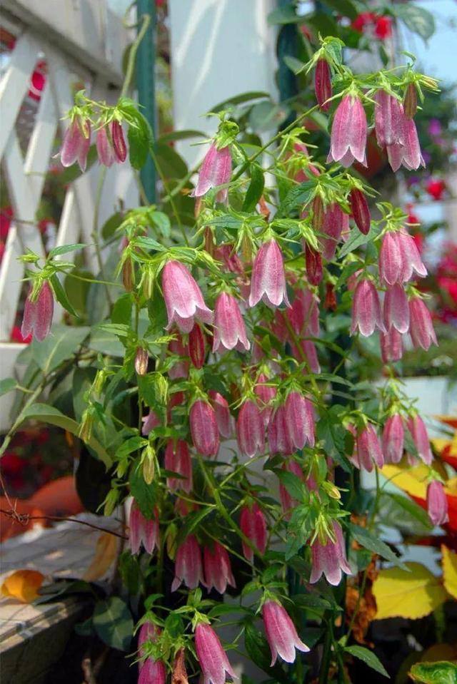 家裡光照不好，她爬房頂養花，建成人人羨慕的花園！