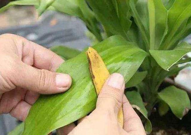 吃完香蕉留下皮，簡單幾步做成“養花肥”，給花用一點，蹭蹭長！