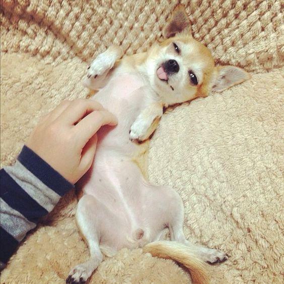 狗狗天天讓我摸肚子，真的是愛主人嗎？ 難道是它撓不到肚子？