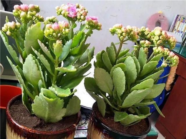 這14種花，水澆勤了，不是黃葉就是掉葉子！