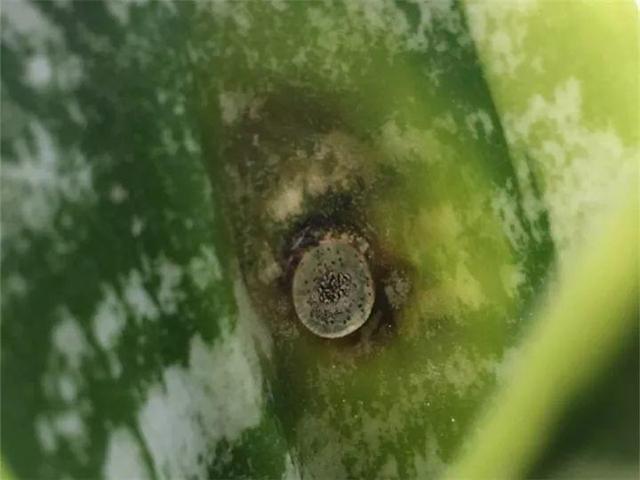 這14種花，水澆勤了，不是黃葉就是掉葉子！