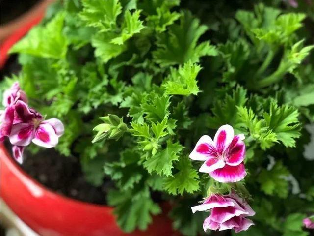 這14種花，水澆勤了，不是黃葉就是掉葉子！