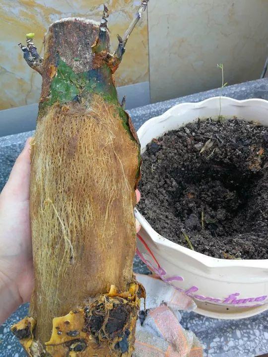 這14種花，水澆勤了，不是黃葉就是掉葉子！