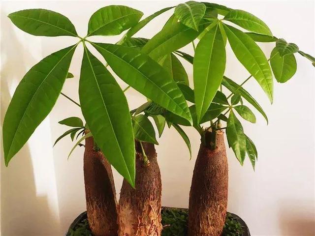 這14種花，水澆勤了，不是黃葉就是掉葉子！
