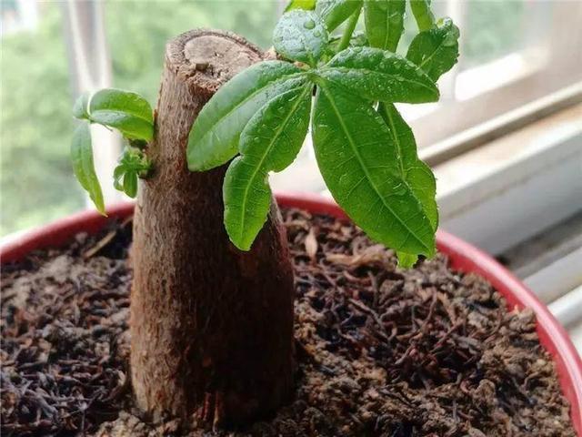 這14種花，水澆勤了，不是黃葉就是掉葉子！