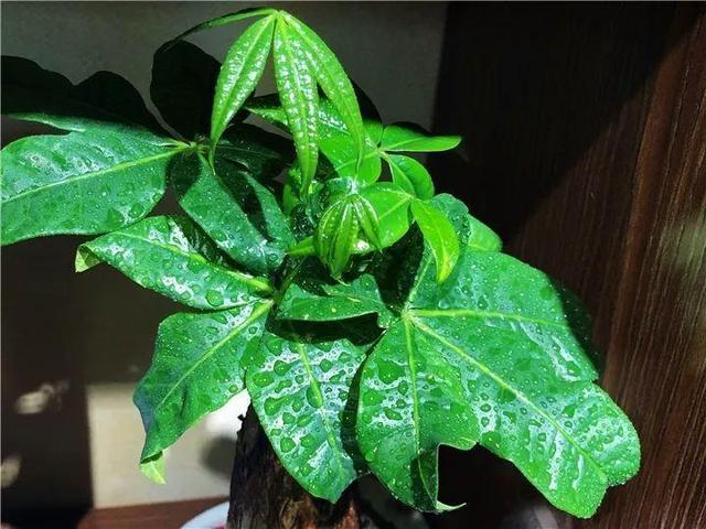 這14種花，水澆勤了，不是黃葉就是掉葉子！
