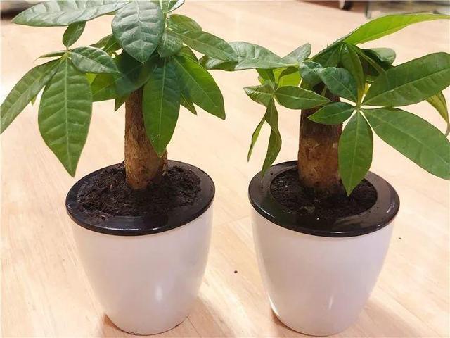 這14種花，水澆勤了，不是黃葉就是掉葉子！