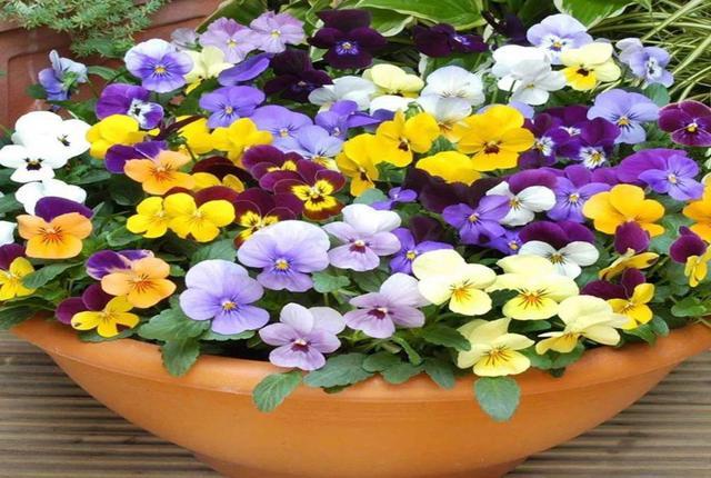 這花聽名字就美得很，掛在家里或室外，任誰看了都羨慕！