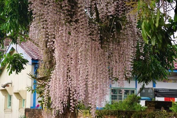 這花聽名字就美得很，掛在家里或室外，任誰看了都羨慕！