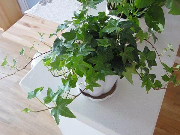 這幾種花“養不好”，趕緊扔水里，7天冒白根，一天一個樣兒