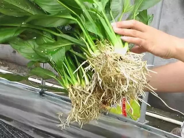 這幾種花“養不好”，趕緊扔水里，7天冒白根，一天一個樣兒