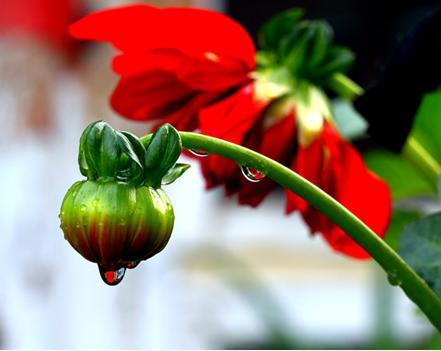 此3個生肖和屬虎人結婚是天衣無縫，越久越恩愛，不離不棄！