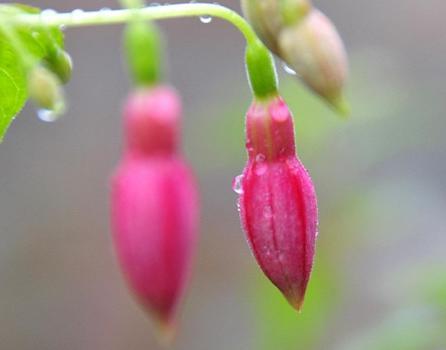 此3個生肖和屬虎人結婚是天衣無縫，越久越恩愛，不離不棄！