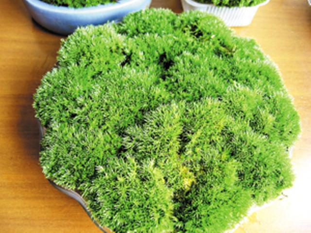 最矛盾的混合體，最低等的高級植物——苔蘚