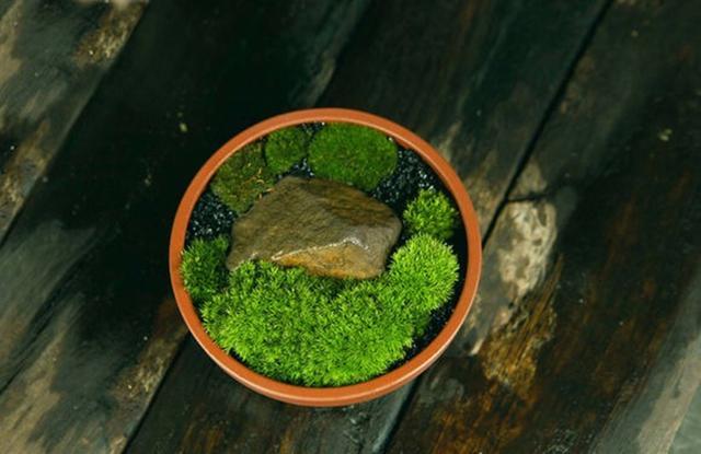 最矛盾的混合體，最低等的高級植物——苔蘚