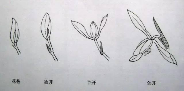 “四君子”梅蘭竹菊畫法，實用收藏！