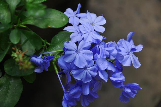屬鼠的人養什麼花好？ 5種開藍花植物，帶給你好運！