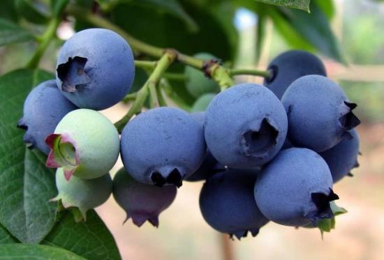 陽台種盆藍莓，做好這些，掛果1000顆，吃不完的藍莓！