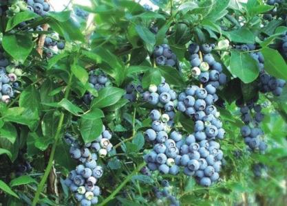 陽台種盆藍莓，做好這些，掛果1000顆，吃不完的藍莓！