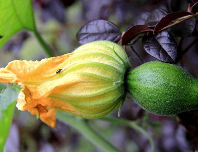 南瓜最有營養的部位，不僅能炒菜吃，還能入藥治病