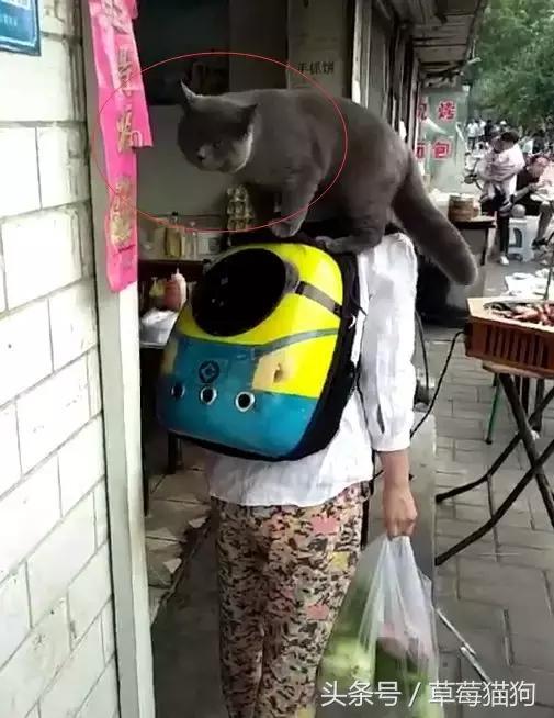 街上看見有人遛貓，貓咪還知道自己鑽進背包，太可愛了