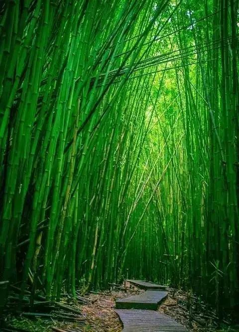 竹林深處好清涼！