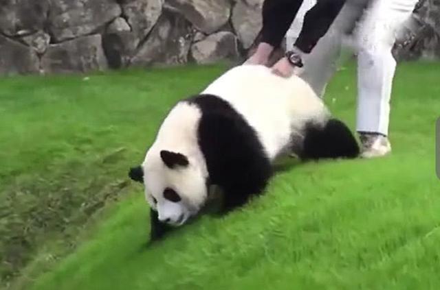 熊貓非要跳坑，拉都拉不住，玩膩後撒嬌：來拉我上去嘛