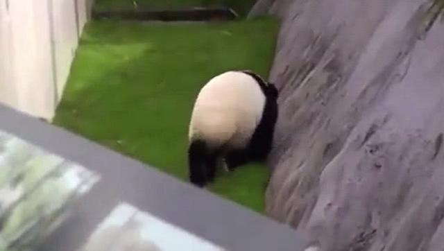 熊貓非要跳坑，拉都拉不住，玩膩後撒嬌：來拉我上去嘛