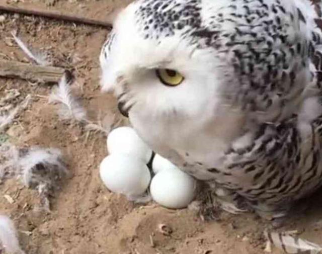 貓頭鷹以為主人要碰自己的蛋，瞬間回頭，場面一度太尷尬！